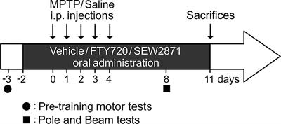 Sphingosine-1-Phosphate Receptors Modulators Decrease Signs of Neuroinflammation and Prevent Parkinson’s Disease Symptoms in the 1-Methyl-4-Phenyl-1,2,3,6-Tetrahydropyridine Mouse Model